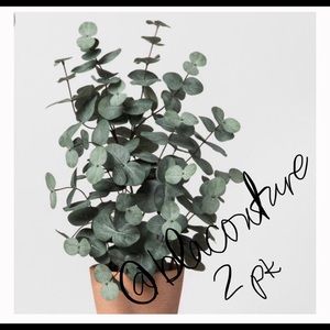 2 pk - silver dollar eucalyptus, dried